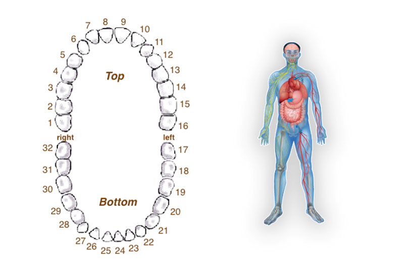 BioDental Healing Special Offer