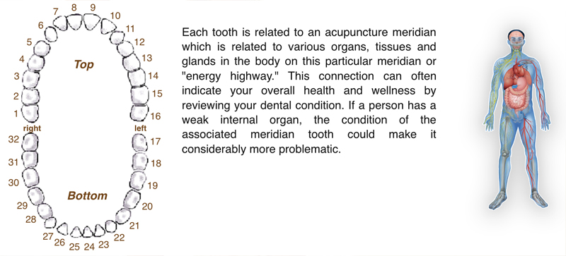 Acupuncture Tooth Chart